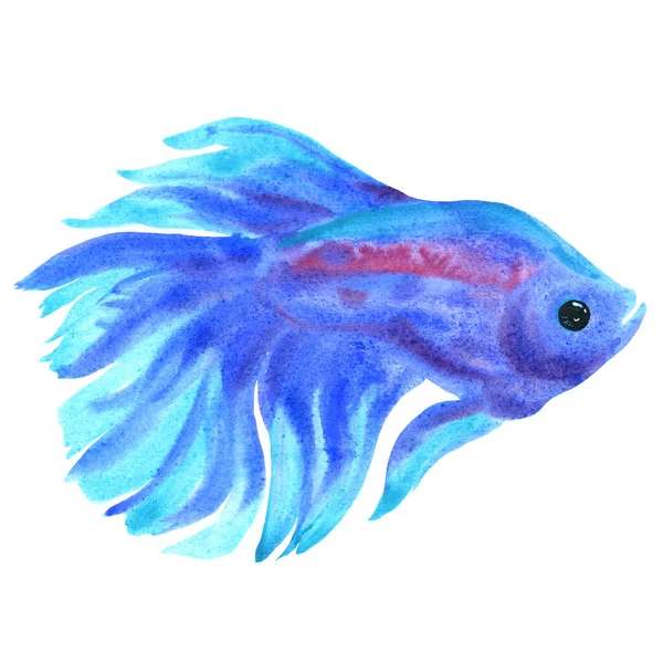 Betta splendens isolated on white. Blue fish. Watercolor illustration — 图库照片