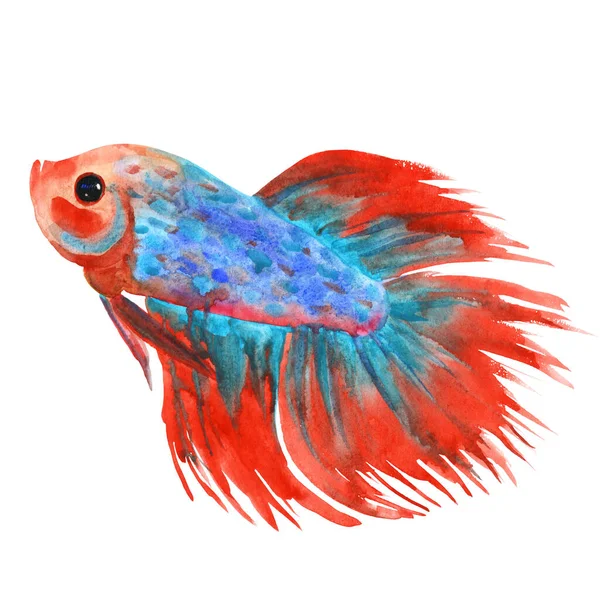 Red fighting fish isolated on white. Watercolor illustration — стоковое фото