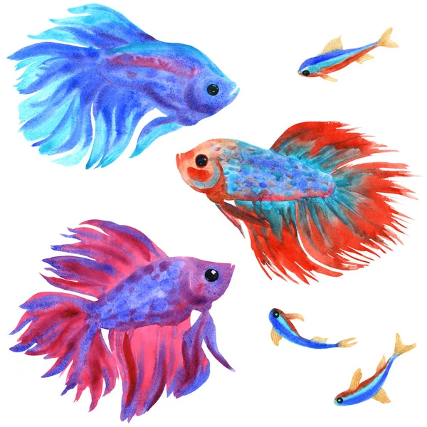 Fighting fish set on white. Betta splendens and neons. Watercolor illustration