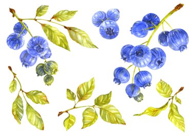 Yabanmersini seti. İzole edilmiş dut dalları ve yaprakları. Suluboya çizimi