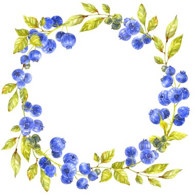 Yaban mersini çelengi. Beyaz arka planda böğürtlen dalları. Suluboya çizimi