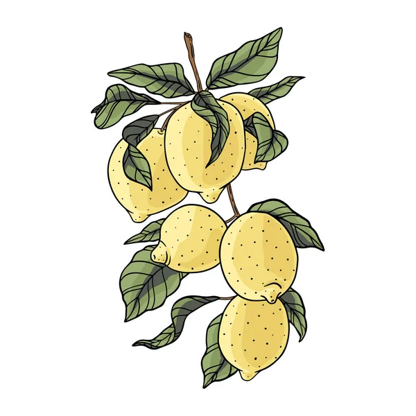 Limões maduros. Ilustração vetorial. Ramo isolado de frutos —  Vetores de Stock