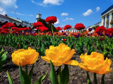 Beautiful tulips in the city center of Kolomyia