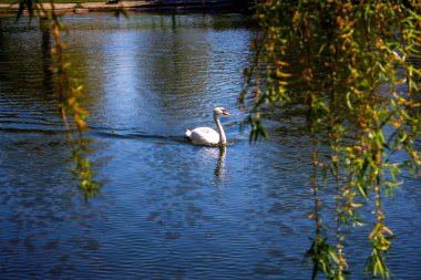 Pair of swans in the city pond
