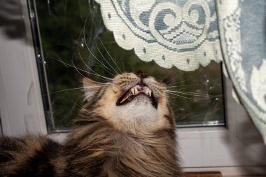 Maine Coon cat resting on the windowsill