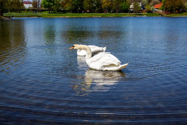 Pair Swans City Pond —  Fotos de Stock