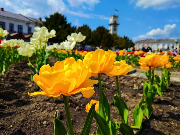 Beautiful Tulips City Center Kolomyia — 스톡 사진