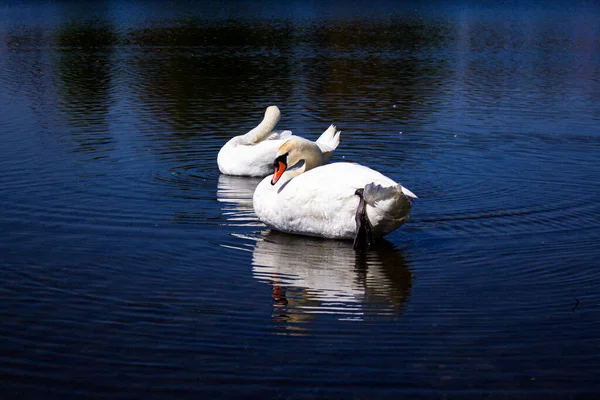 Pair Swans City Pond — Stock fotografie