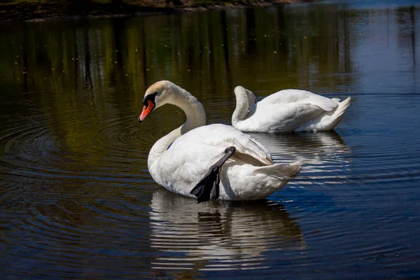 Pair Swans City Pond — Stock Fotó
