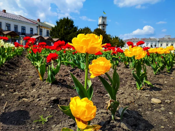 Beautiful Tulips City Center Kolomyia — Zdjęcie stockowe