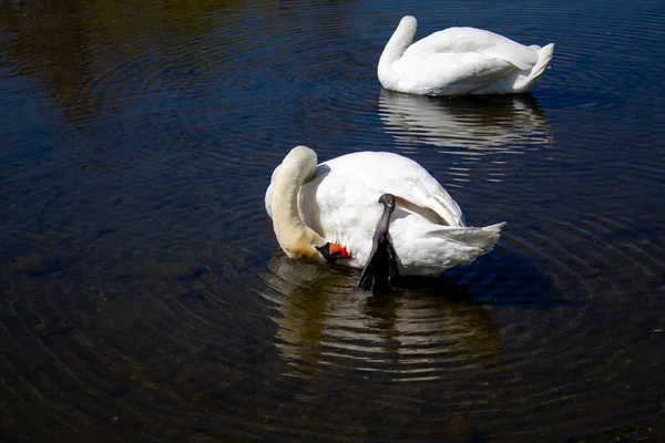 Pair Swans City Pond — Fotografia de Stock