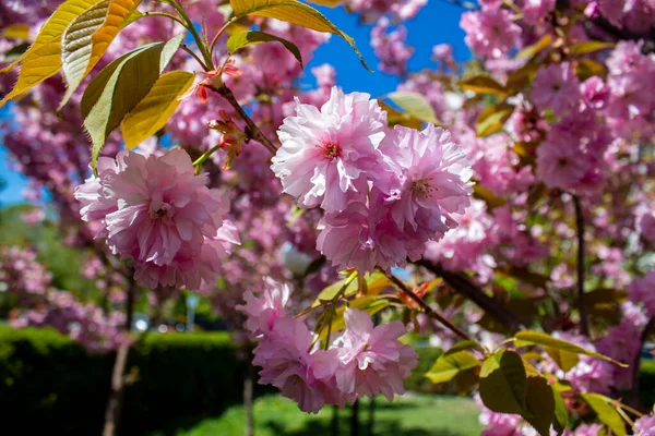 Blossoming Cherry Sakura City Park — Foto de Stock