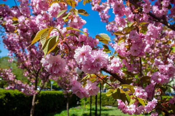 Blossoming Cherry Sakura City Park — Foto de Stock