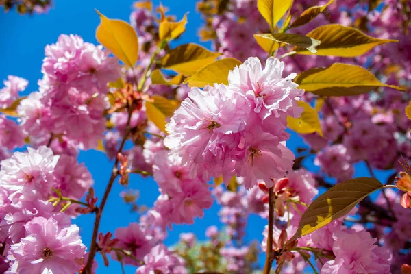 Blossoming Cherry Sakura City Park — Stock Fotó