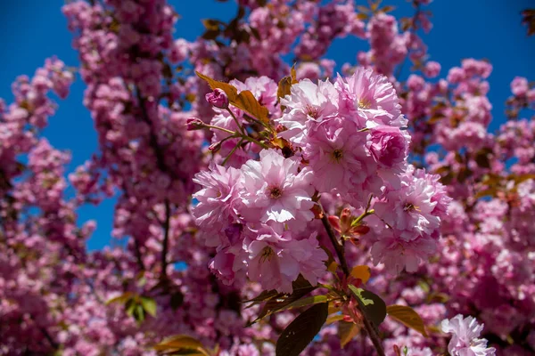 Blossoming Cherry Sakura City Park — Stock Fotó