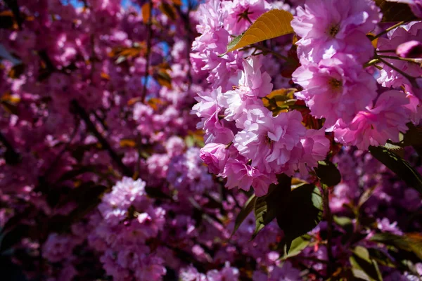 Blossoming Cherry Sakura City Park — Fotografia de Stock