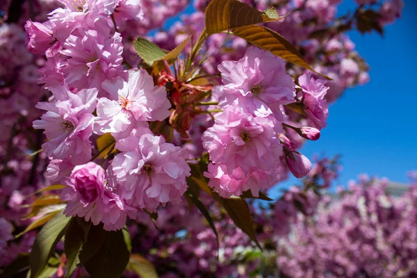 Blossoming Cherry Sakura City Park — Fotografia de Stock