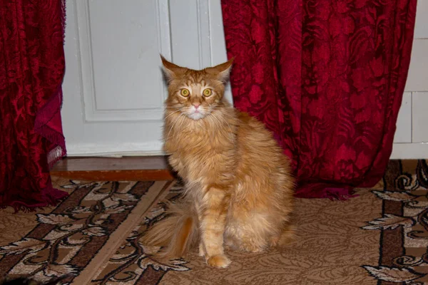 Beautiful Red Maine Coon Archibald — Stockfoto