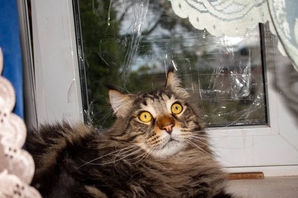 Maine Coon Cat Resting Windowsill – stockfoto