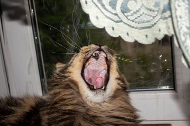 Maine Coon cat resting on the windowsill