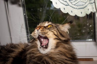 Maine Coon cat resting on the windowsill