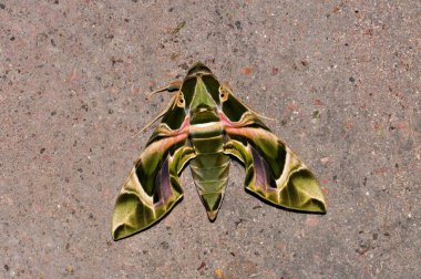 Fabulously beautiful green moth
