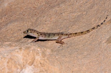 The lizard got to the photo shoot