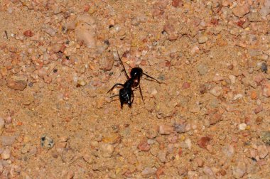 Ant colony on the sand, Thailand, Phuket