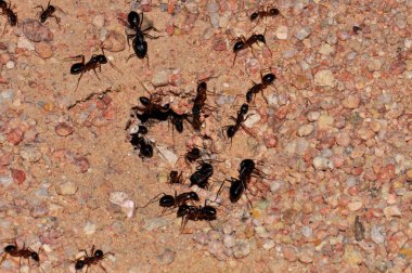 Ant colony on the sand, Thailand, Phuket