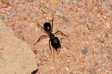 Ant colony on the sand, Thailand, Phuket