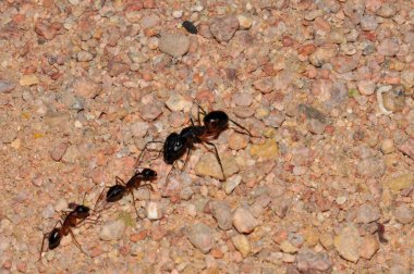 Ant colony on the sand, Thailand, Phuket