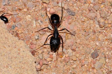 Ant colony on the sand, Thailand, Phuket