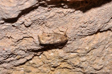 Night moth sits on the wall, Thailand, Phuket