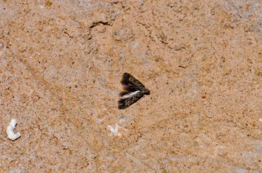 Night moth sits on the wall, Thailand, Phuket