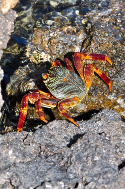 Crab on the Red Sea beach, Egypt, Hurghada
