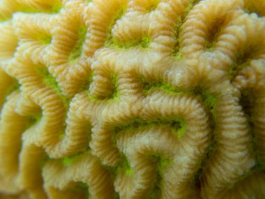 Interesting fish posing in the water column of the Red Sea, Hurghada, Egypt