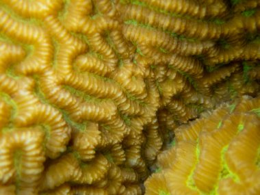 Interesting fish posing in the water column of the Red Sea, Hurghada, Egypt