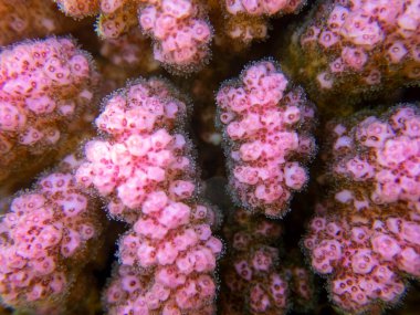 Interesting fish posing in the water column of the Red Sea, Hurghada, Egypt