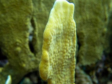 Interesting fish posing in the water column of the Red Sea, Hurghada, Egypt