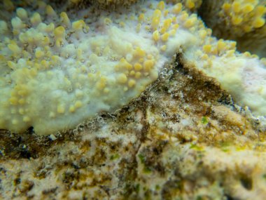 Interesting fish posing in the water column of the Red Sea, Hurghada, Egypt