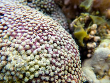 Interesting fish posing in the water column of the Red Sea, Hurghada, Egypt