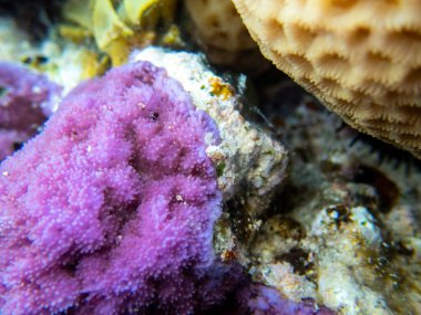Interesting fish posing in the water column of the Red Sea, Hurghada, Egypt