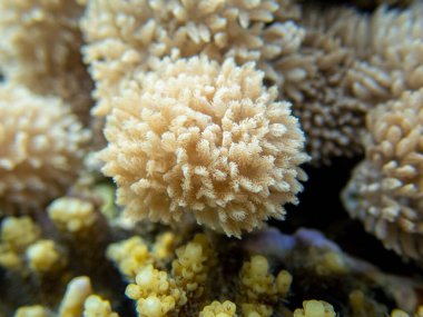 Interesting fish posing in the water column of the Red Sea, Hurghada, Egypt