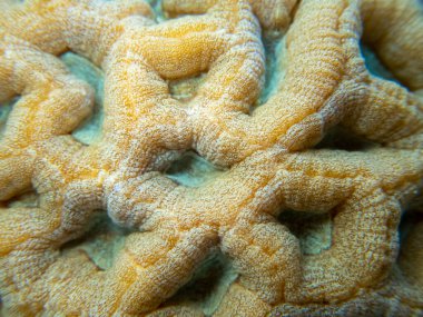 Interesting fish posing in the water column of the Red Sea, Hurghada, Egypt