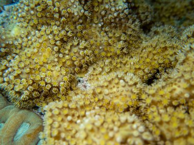 Interesting fish posing in the water column of the Red Sea, Hurghada, Egypt