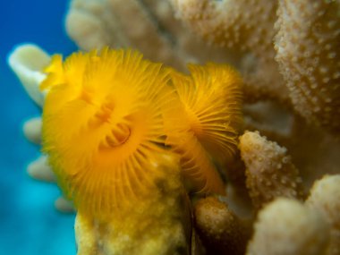 Interesting fish posing in the water column of the Red Sea, Hurghada, Egypt