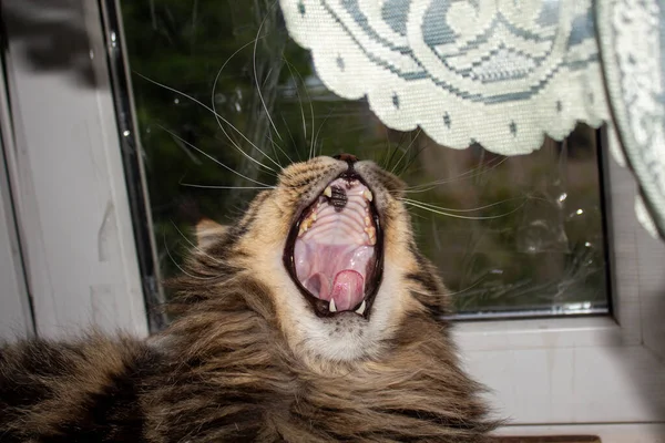 Maine Coon Cat Resting Windowsill — Stock Photo, Image