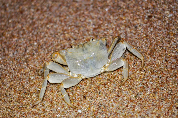 White Crab Red Sea Beach Egypt Hurghada — 图库照片