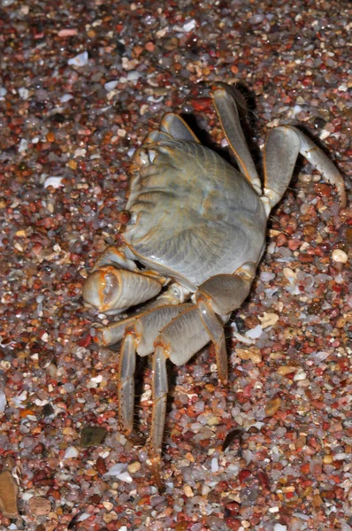 White Crab Red Sea Beach Egypt Hurghada — Zdjęcie stockowe