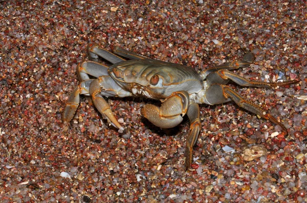 White Crab Red Sea Beach Egypt Hurghada — Fotografia de Stock